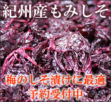 梅干し,梅,青梅,梅肉エキス,紀州南高梅干通販専門店 - 深見梅店 - 紀州産もみしそ